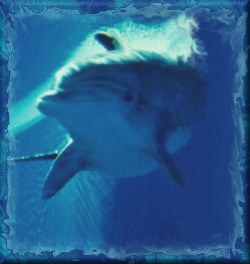 Dolphin's of Pompeii Story